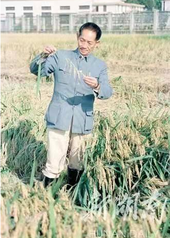 袁隆平院士今日在长沙安葬 多名中国工程院院士出席 袁隆平,中国工程院院士,安葬