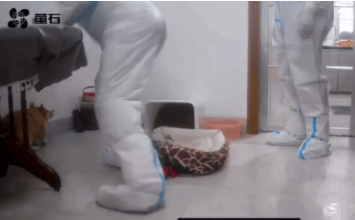 央视网评隔离宠物狗被扑杀:没有法律依据