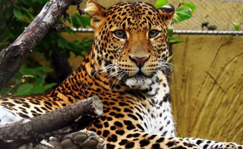 杭州野生动物世界3只金钱豹逃脱 6人因此获刑 金钱豹逃脱,杭州野生动物世界