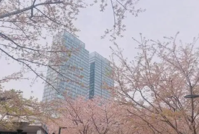 日本樱花服务器怎么样